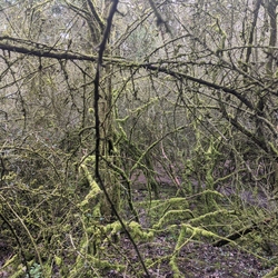 Spooky wood