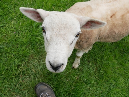 Killer sheep stares me down