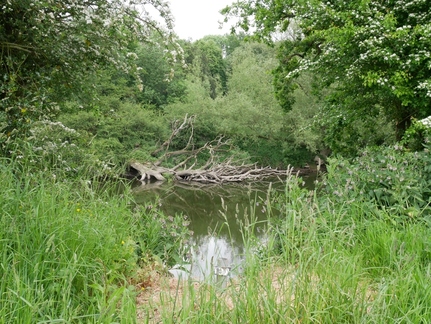 River Severn 4
