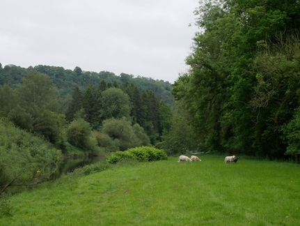 River Severn 1